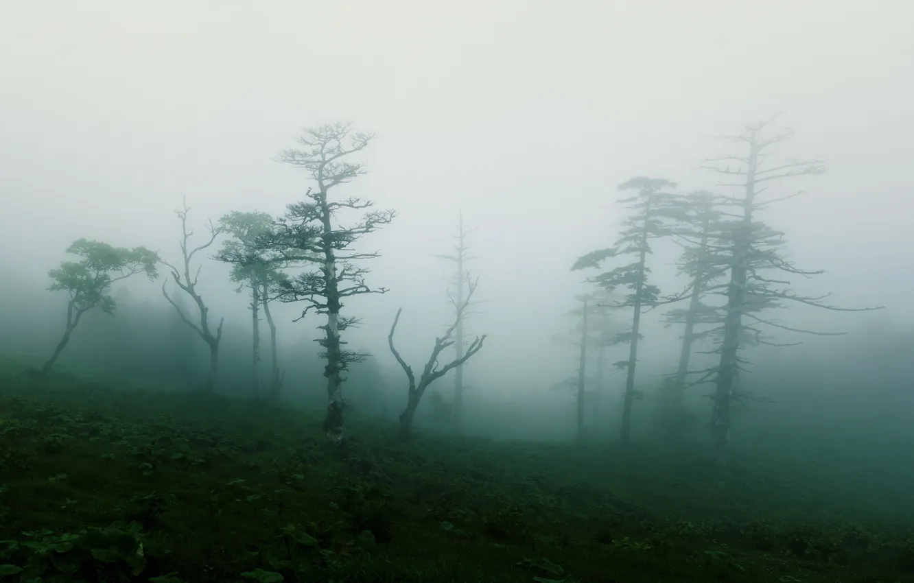 Photo wallpaper trees, nature, fog