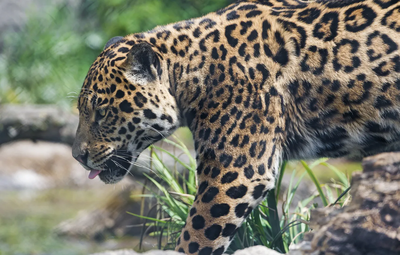 Photo wallpaper language, cat, Jaguar, ©Tambako The Jaguar