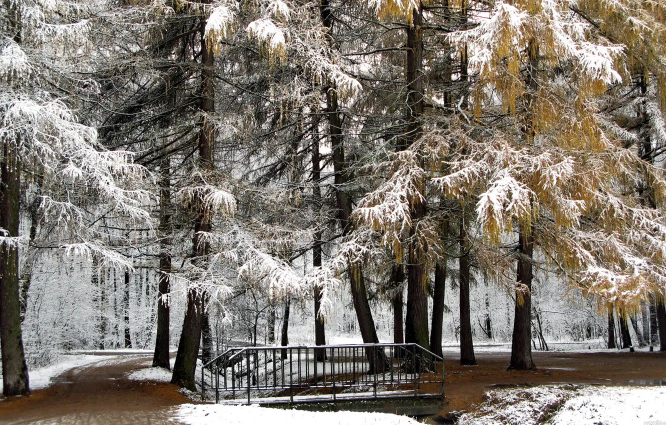 Photo wallpaper winter, forest, snow, trees, bridge, nature, Park, spruce