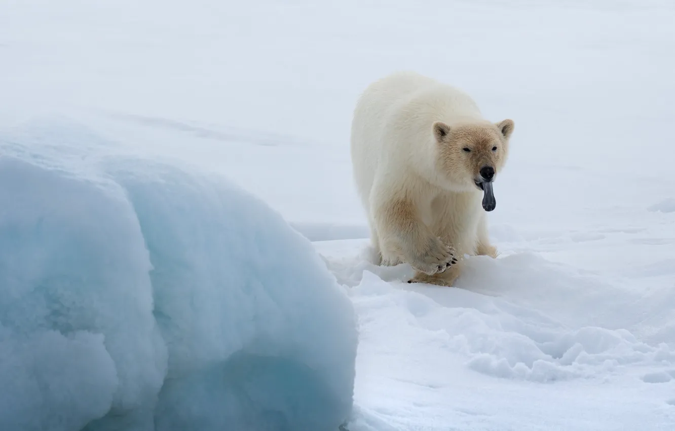 Photo wallpaper winter, snow, nature, pose, bear, polar bear, polar