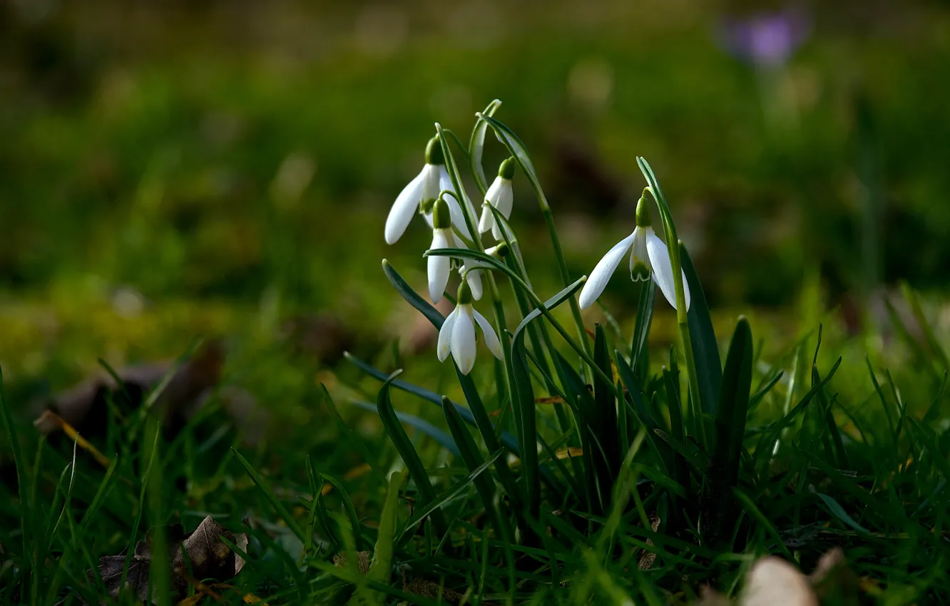Photo wallpaper spring, snowdrops, bokeh