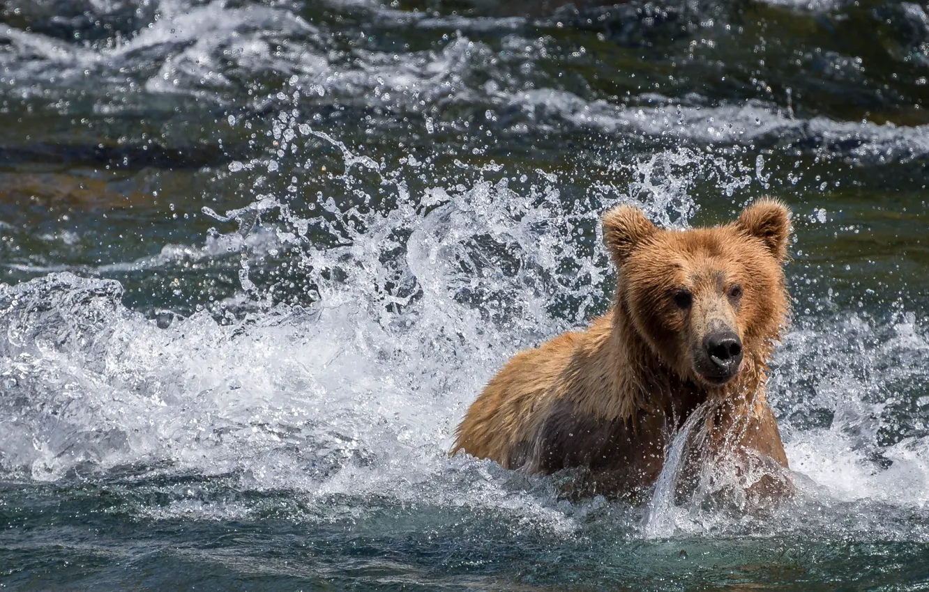 Photo wallpaper water, squirt, river, bear, Alaska, bathing, Alaska, Katmai National Park