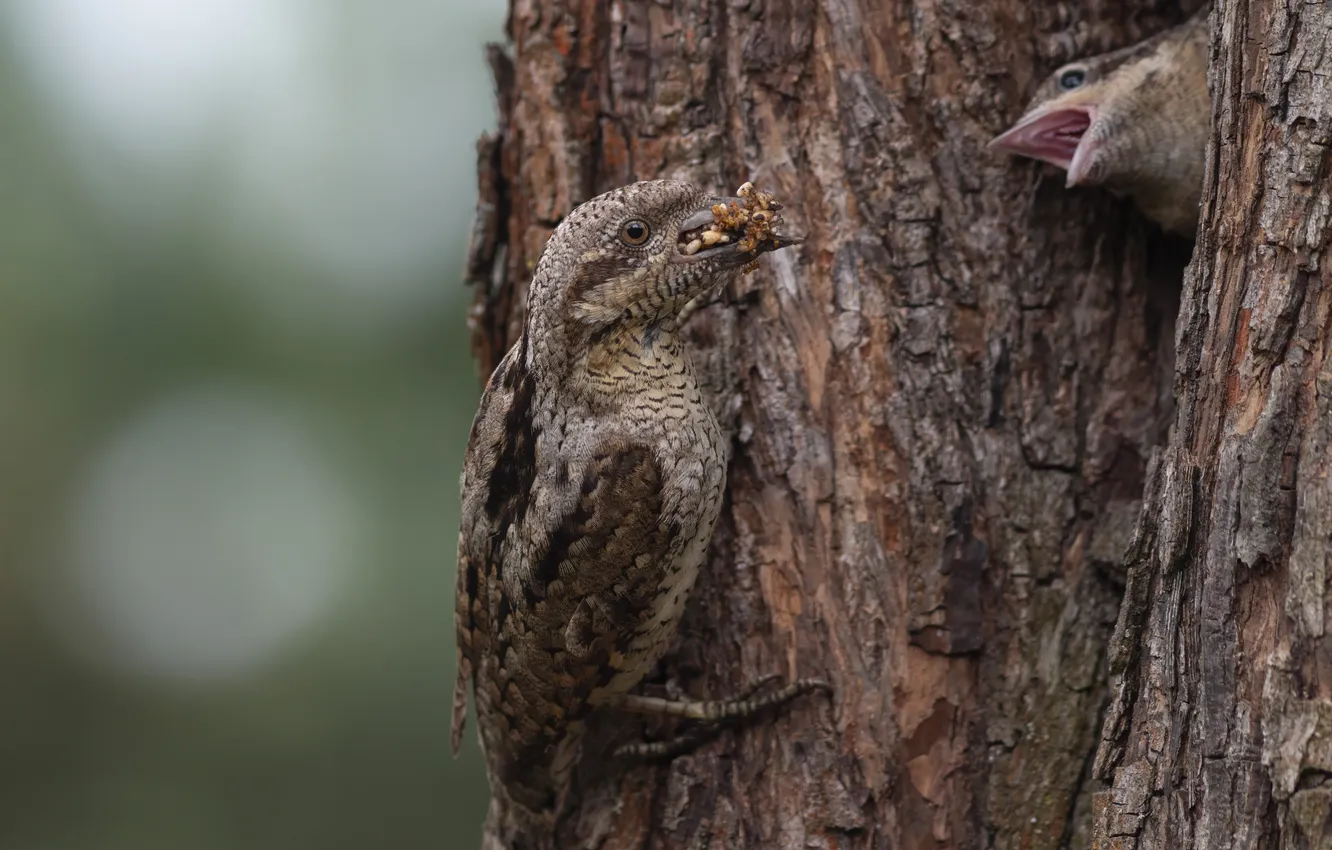 Photo wallpaper nature, bird, the trunk of the tree, Denis Pronin