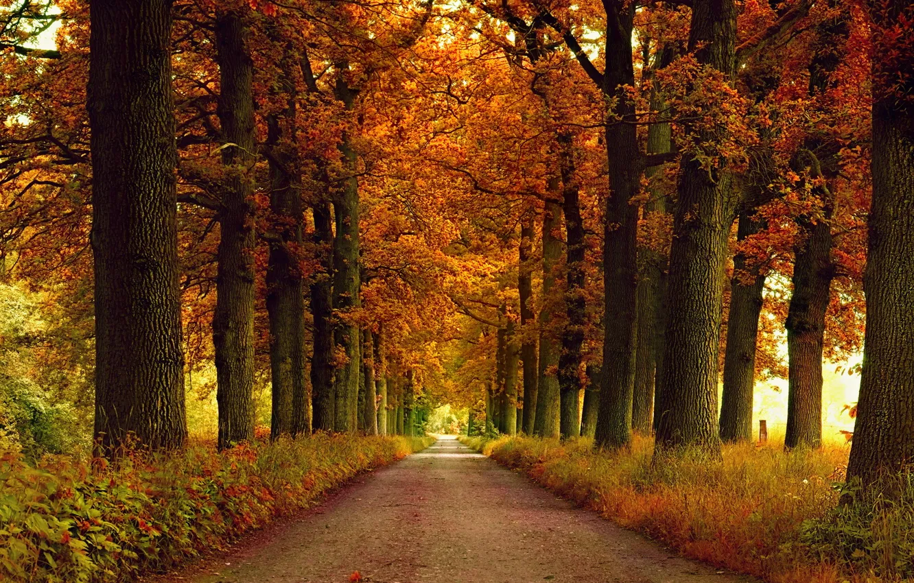 Photo wallpaper road, autumn, nature