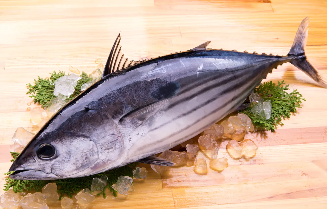 Photo wallpaper ice, board, fish