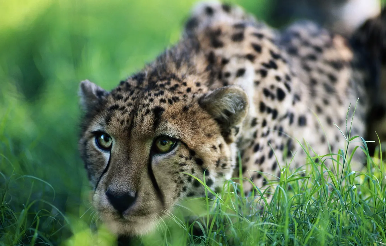 Photo wallpaper grass, Cheetah, hunting