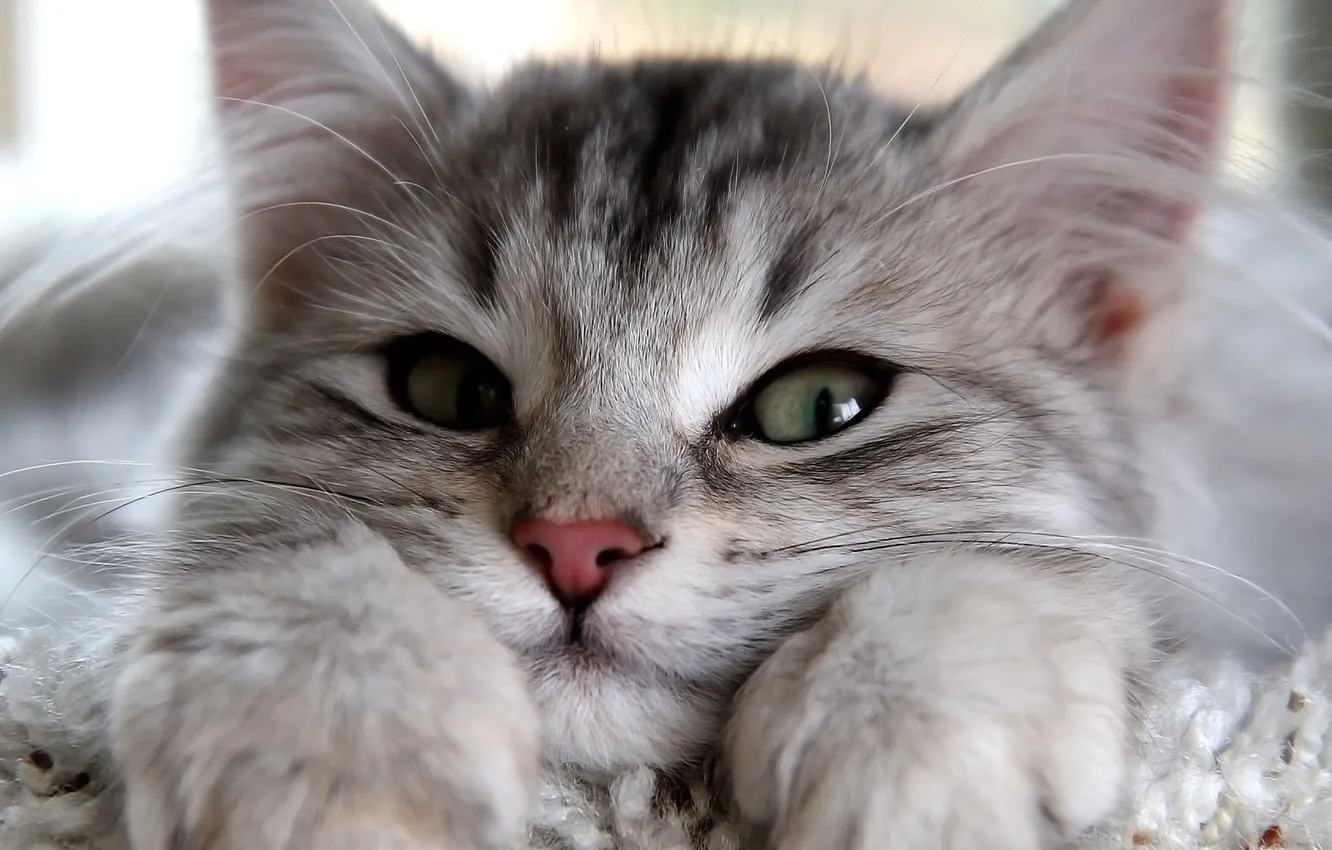 Photo wallpaper cat, eyes, cat, look, paws, wool, ears, kitty