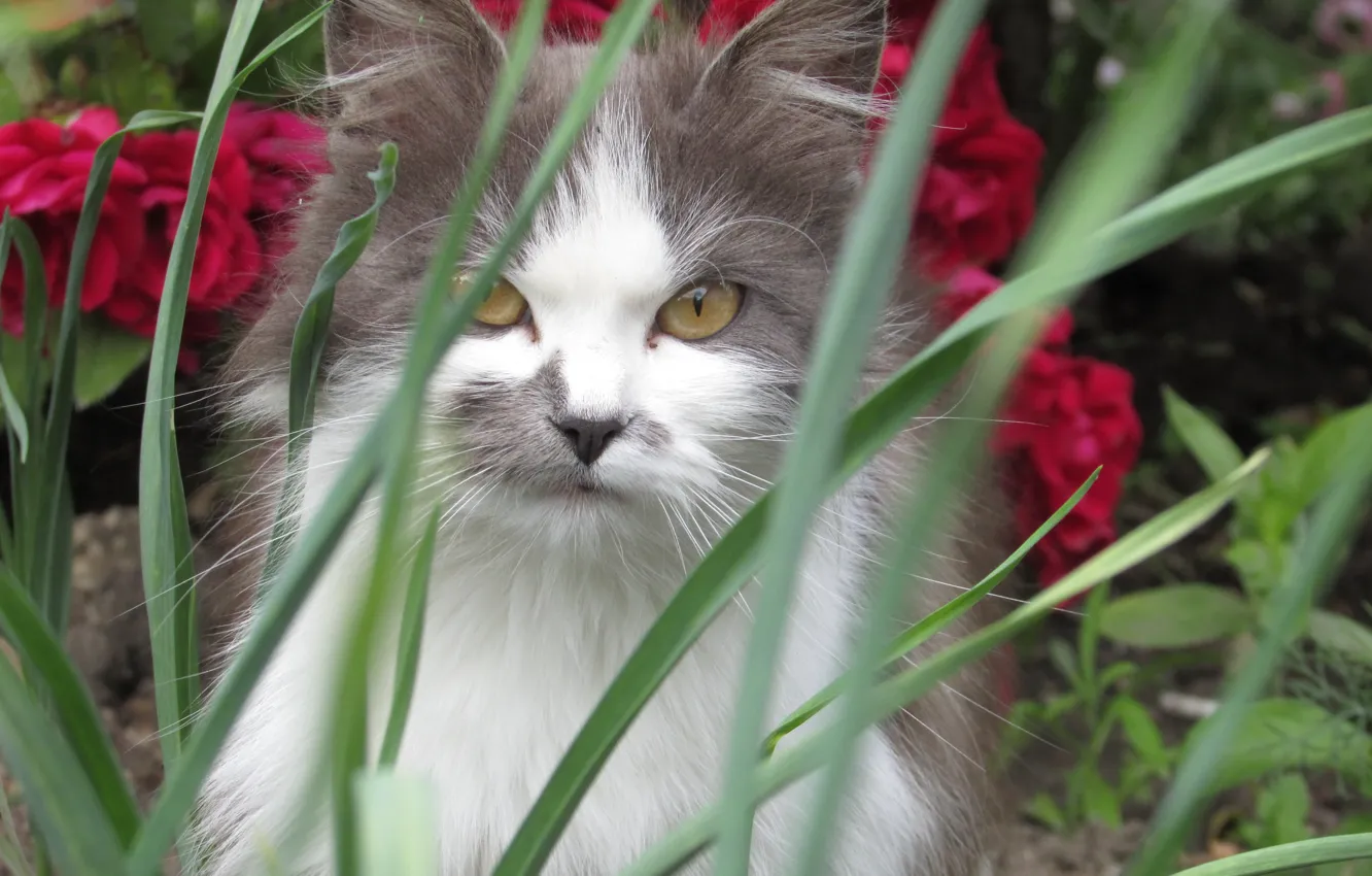 Photo wallpaper cat, grass, cat, grey, cat