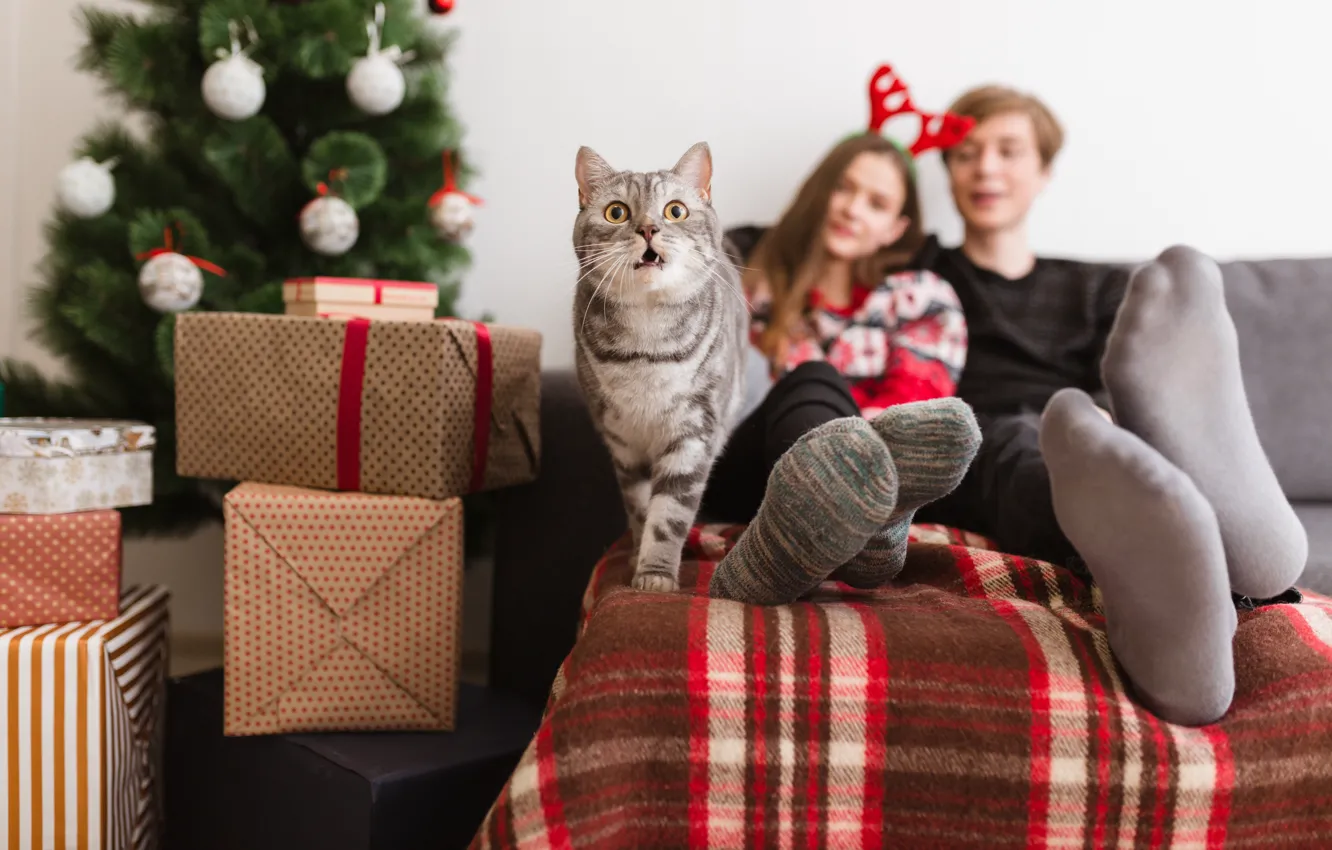 Photo wallpaper cat, cat, family, New year, pet
