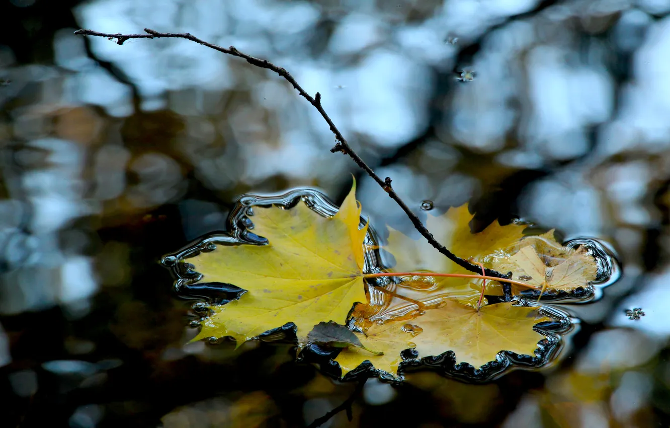Photo wallpaper water, autumn, leaf, fall