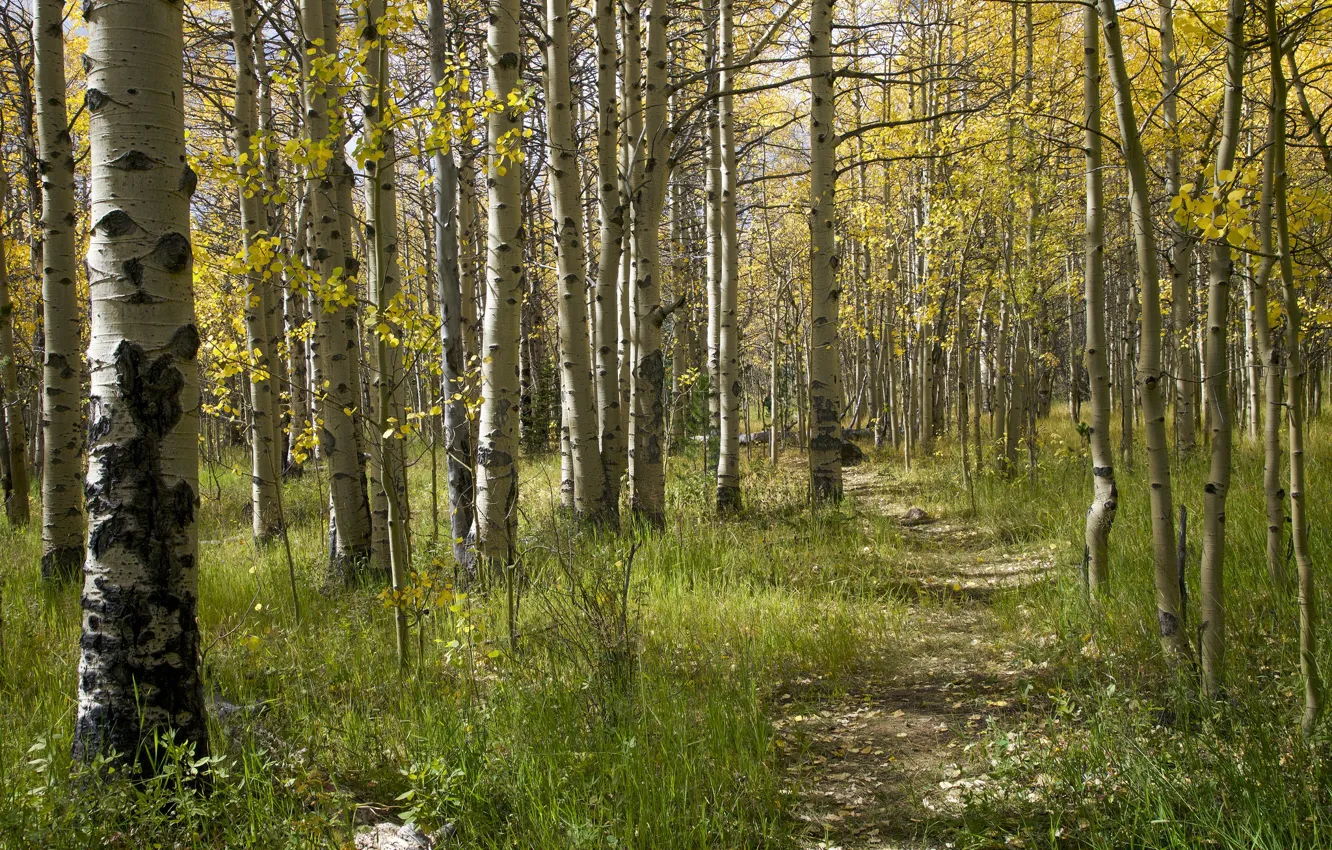 Photo wallpaper forest, trees, path