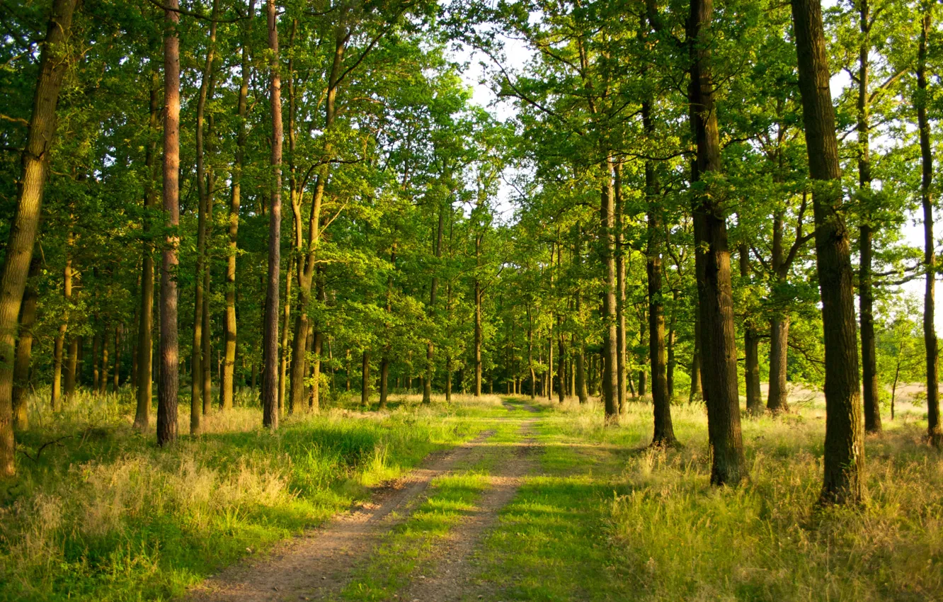 Photo wallpaper road, summer, grass, light, trees, nature, trail, Forest