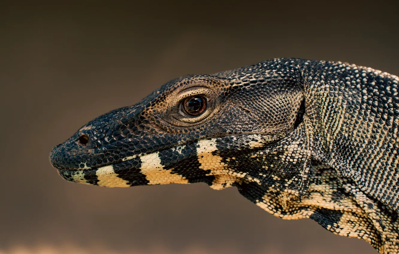 Photo wallpaper animal, wildlife, lizard-