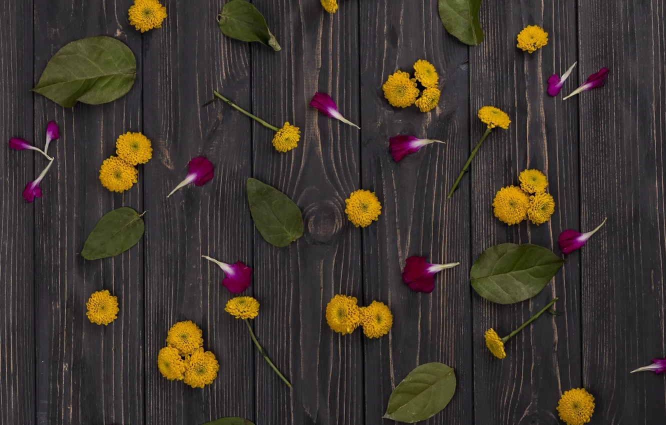 Photo wallpaper leaves, flowers, yellow, petals, Daisy