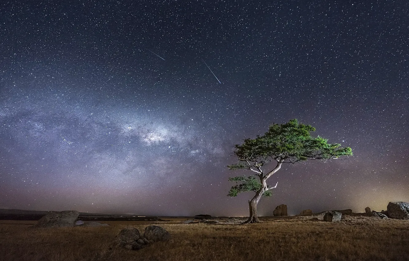 Photo wallpaper the sky, trees, photo