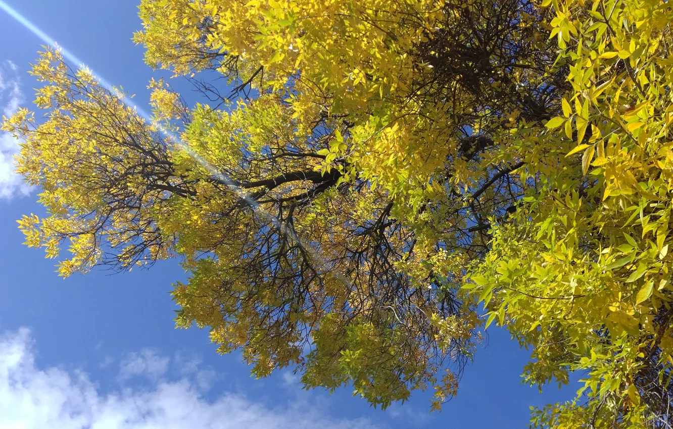 Photo wallpaper autumn, the sky, tree