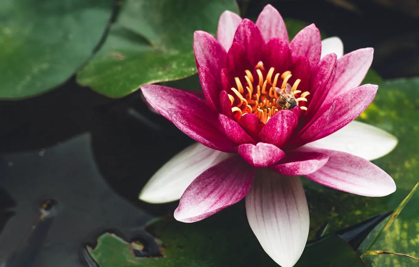 Photo wallpaper macro, pink, Nymphaeum