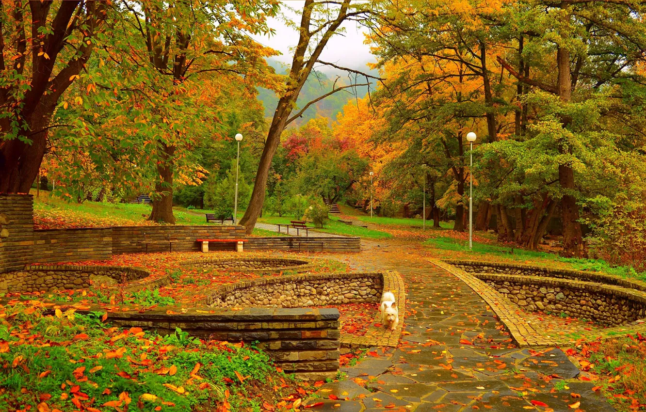Photo wallpaper autumn, trees, bench, Park, foliage, colors, lights, dog