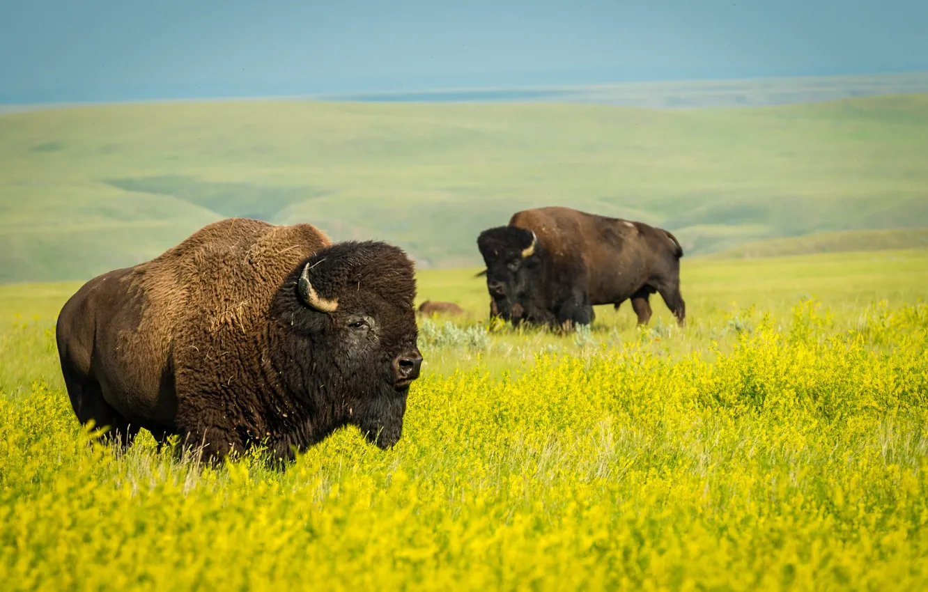 Photo wallpaper field, nature, wildlife, national Park, rape, Buffalo