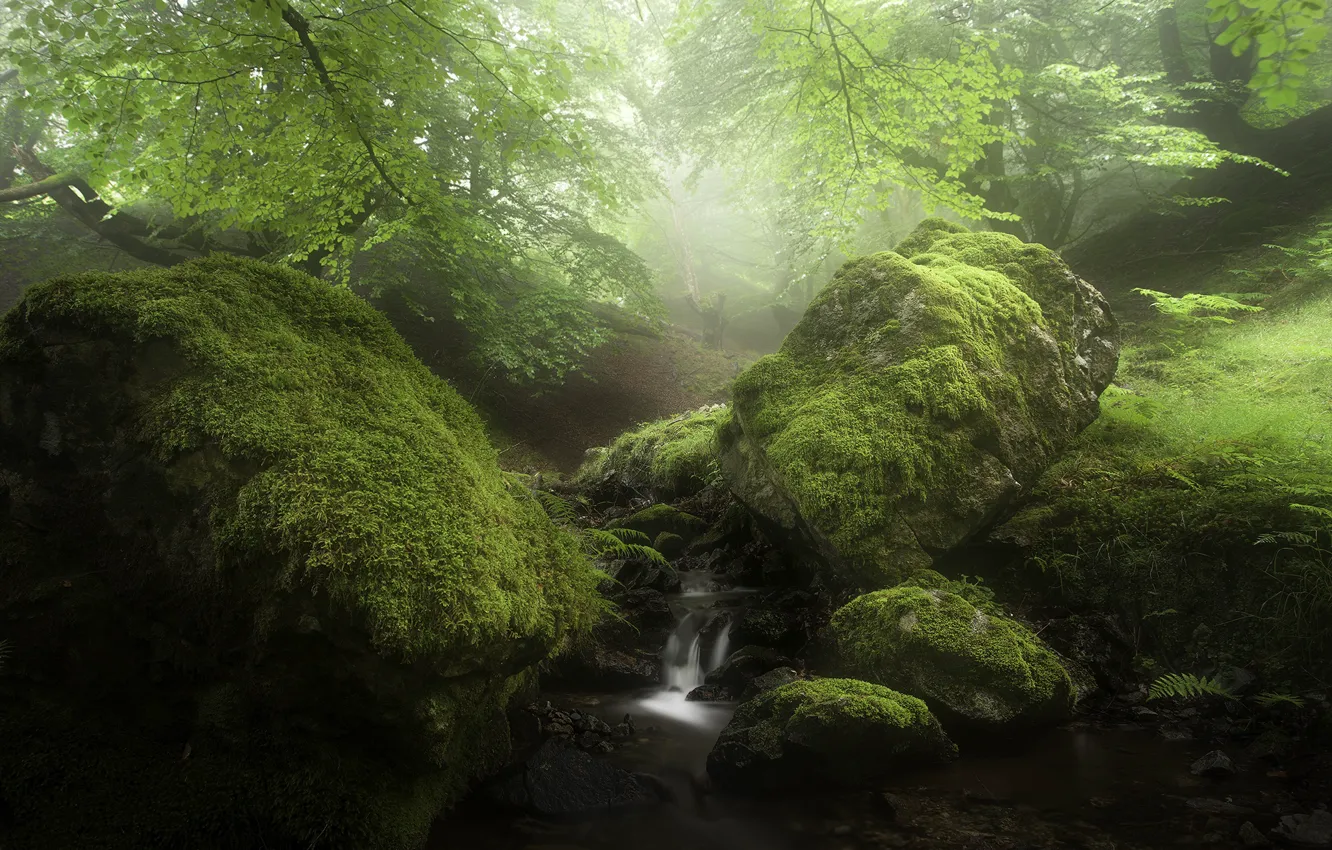 Photo wallpaper greens, forest, nature, stream, stones, moss