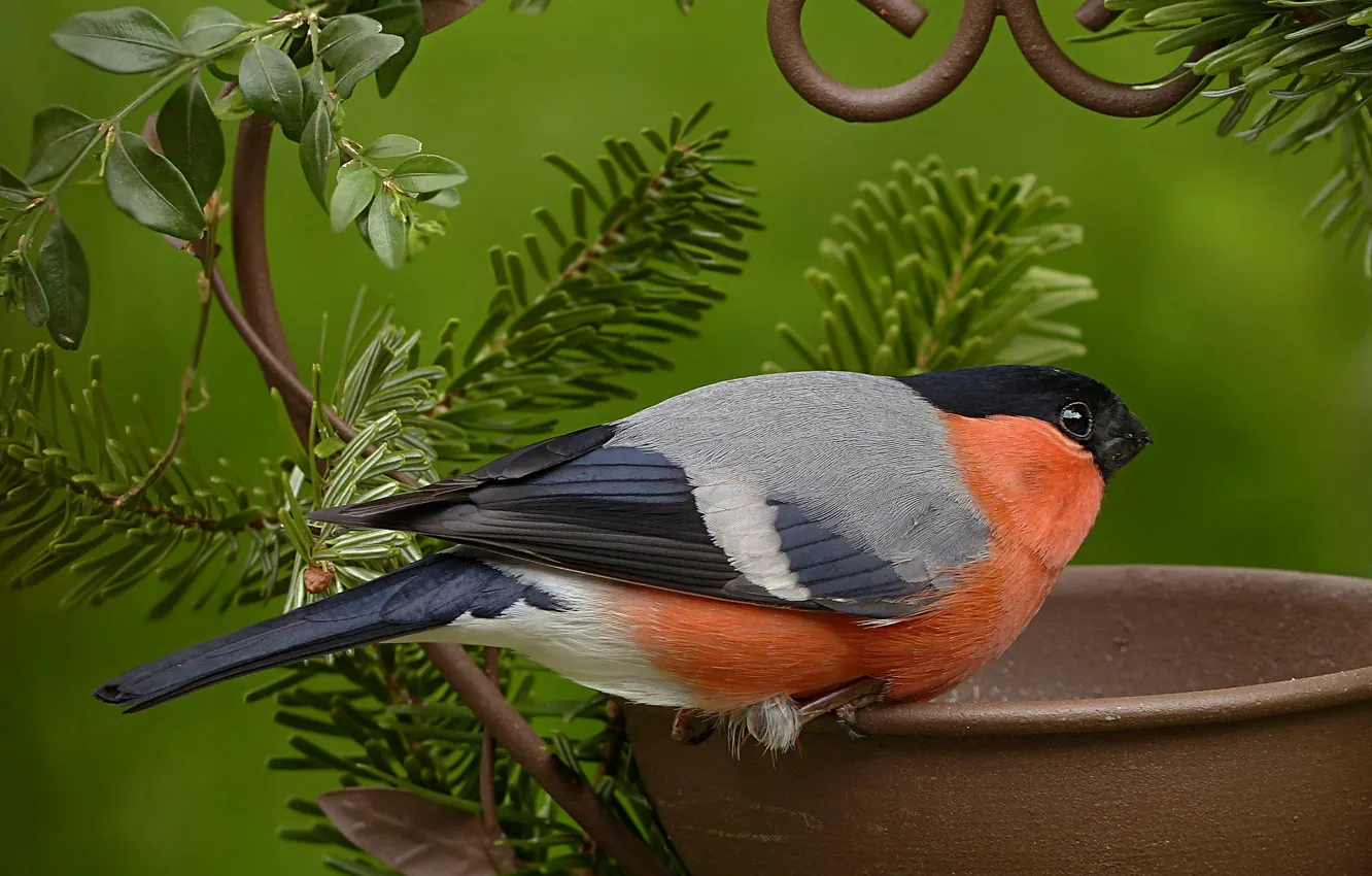 Photo wallpaper bird, pot, needles, bullfinch