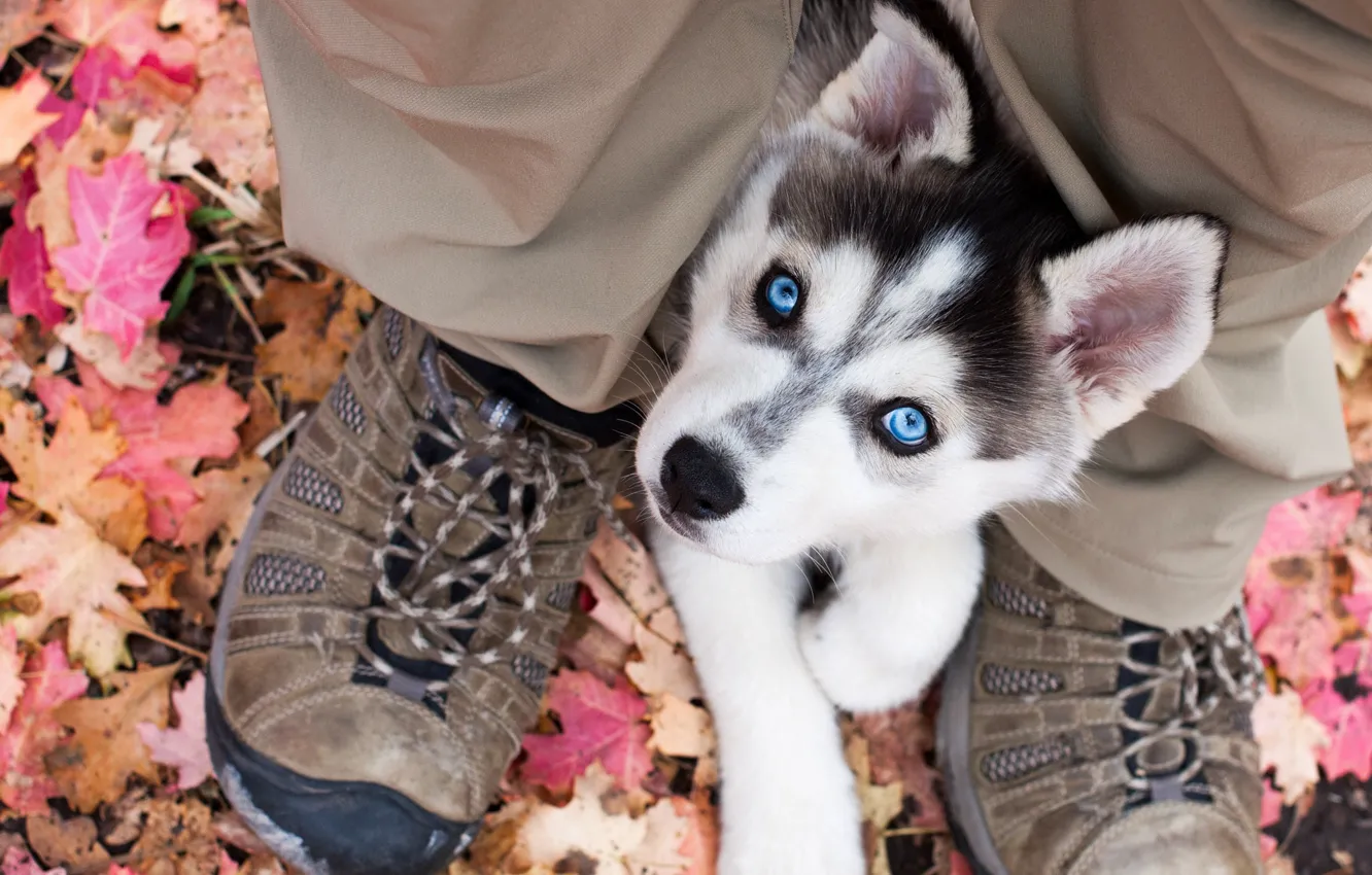 Photo wallpaper autumn, look, nature, feet, foliage, shoes, dog, puppy