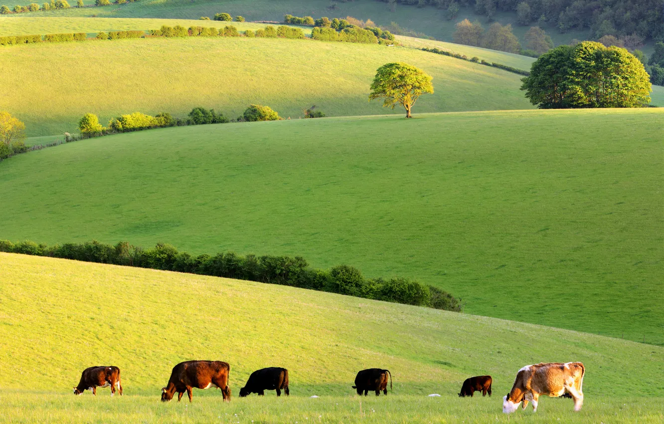 Photo wallpaper cows, meadow, the herd