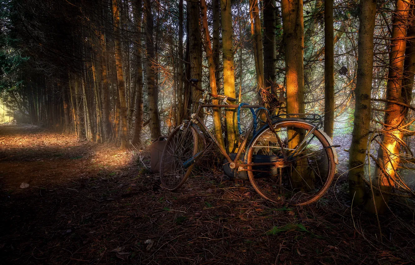 Photo wallpaper road, trees, bike
