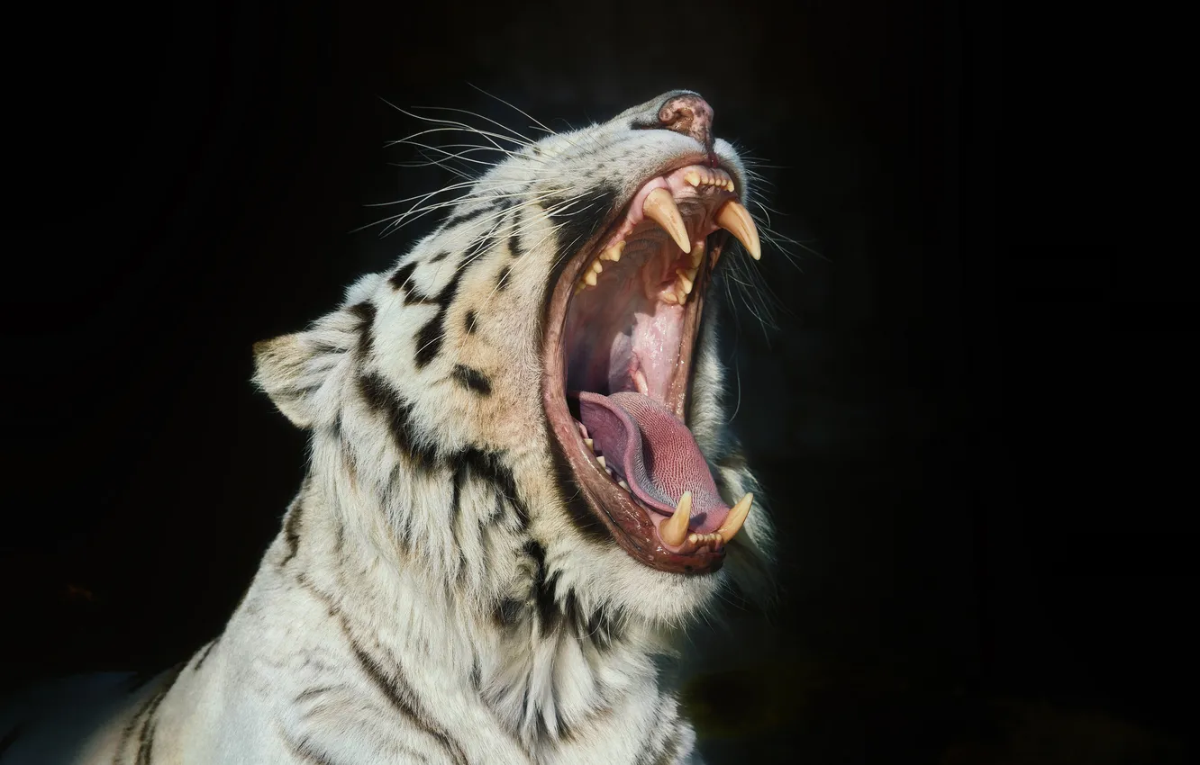 Photo wallpaper cat, face, mouth, fangs, white tiger, yawns