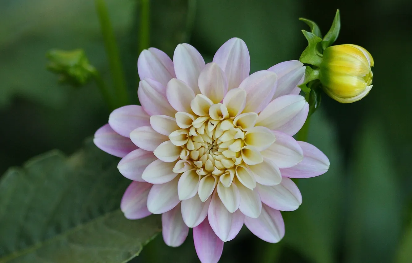 Photo wallpaper macro, buds, dahlias