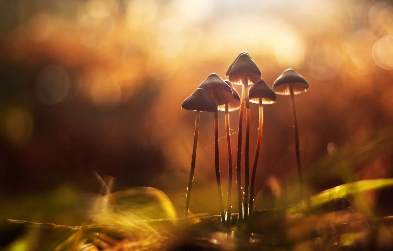 Photo wallpaper autumn, nature, mushrooms