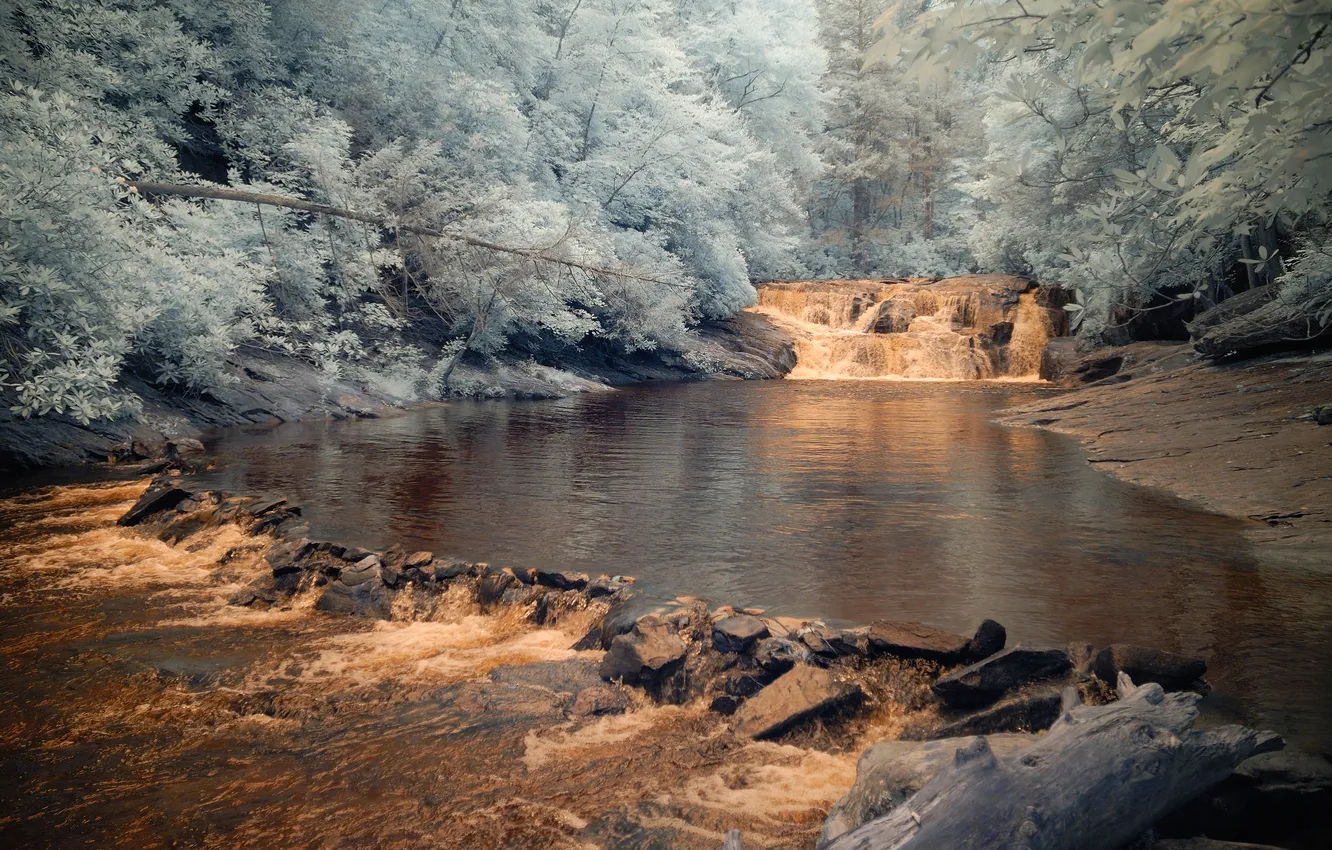 Photo wallpaper forest, trees, river, stones, stream, thresholds