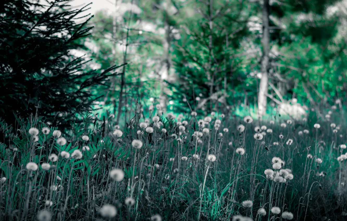 Photo wallpaper forest, grass, nature