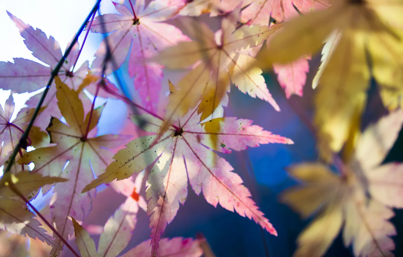 Photo wallpaper autumn, leaves, maple