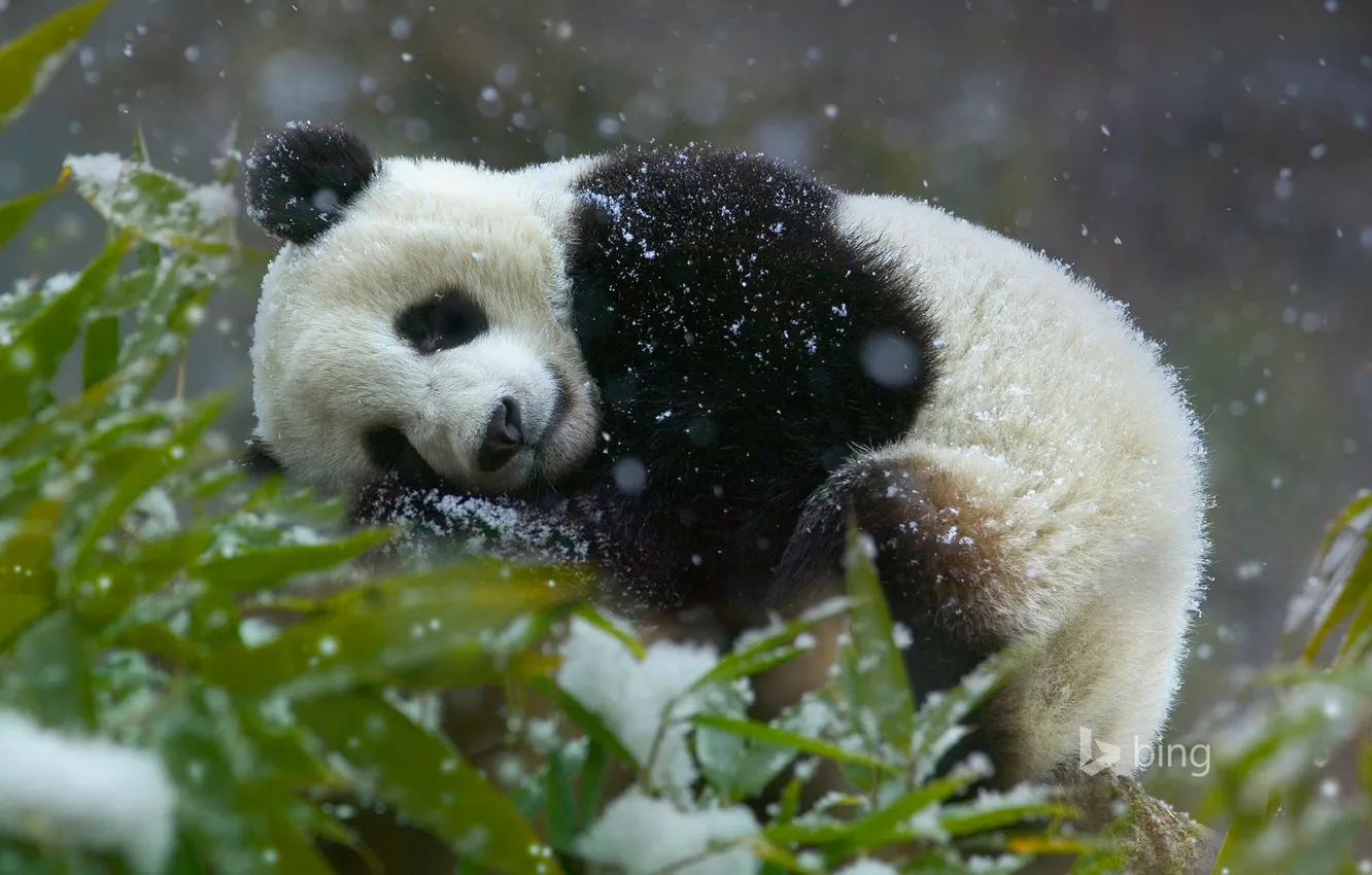 Photo wallpaper leaves, snow, China, bamboo, bear, Panda