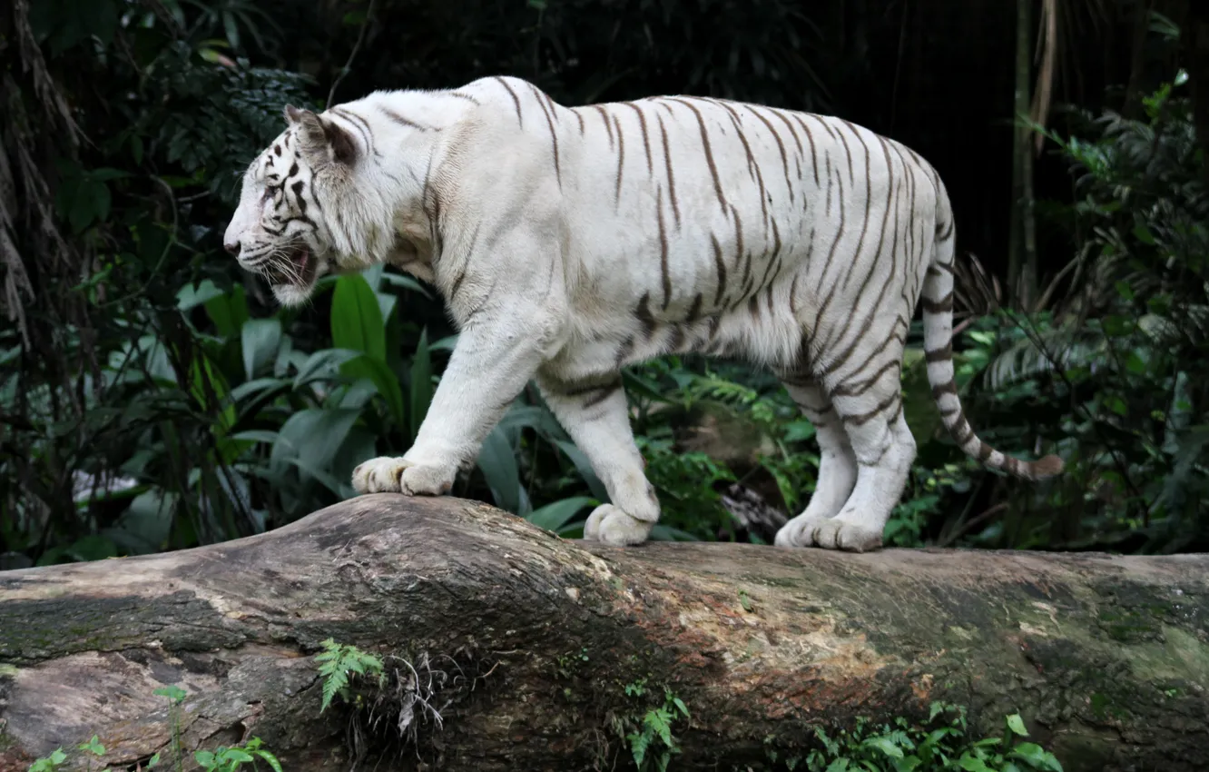 Photo wallpaper white, tiger, predator, Bengal