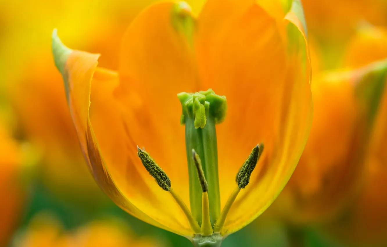 Photo wallpaper macro, yellow, spring, tulips
