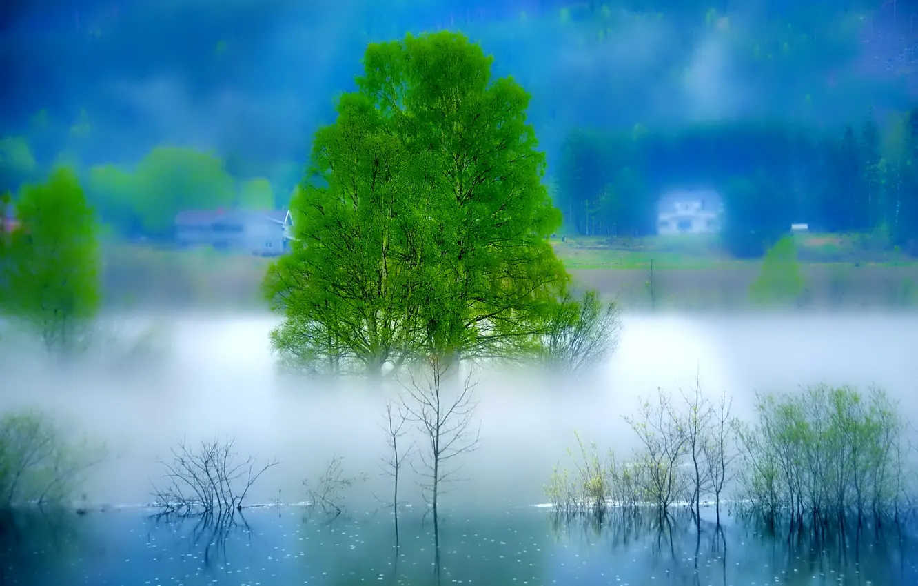 Photo wallpaper trees, landscape, fog, river, morning