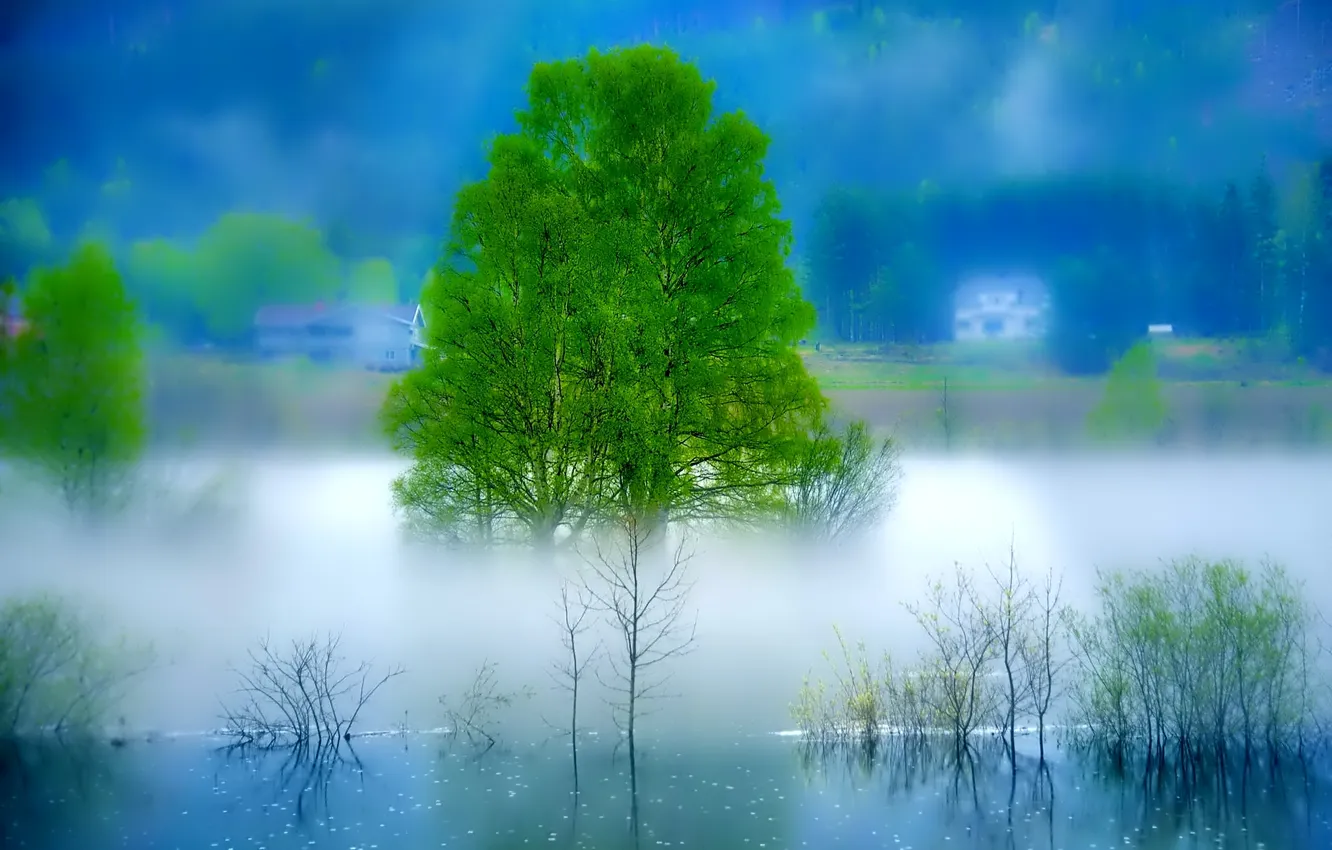 Photo wallpaper landscape, fog, river, tree, morning