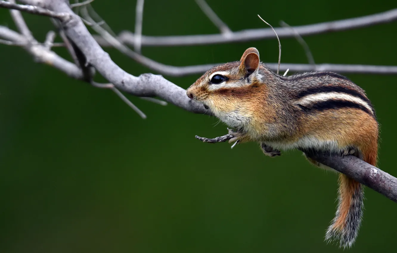 Photo wallpaper branches, Chipmunk, rodent