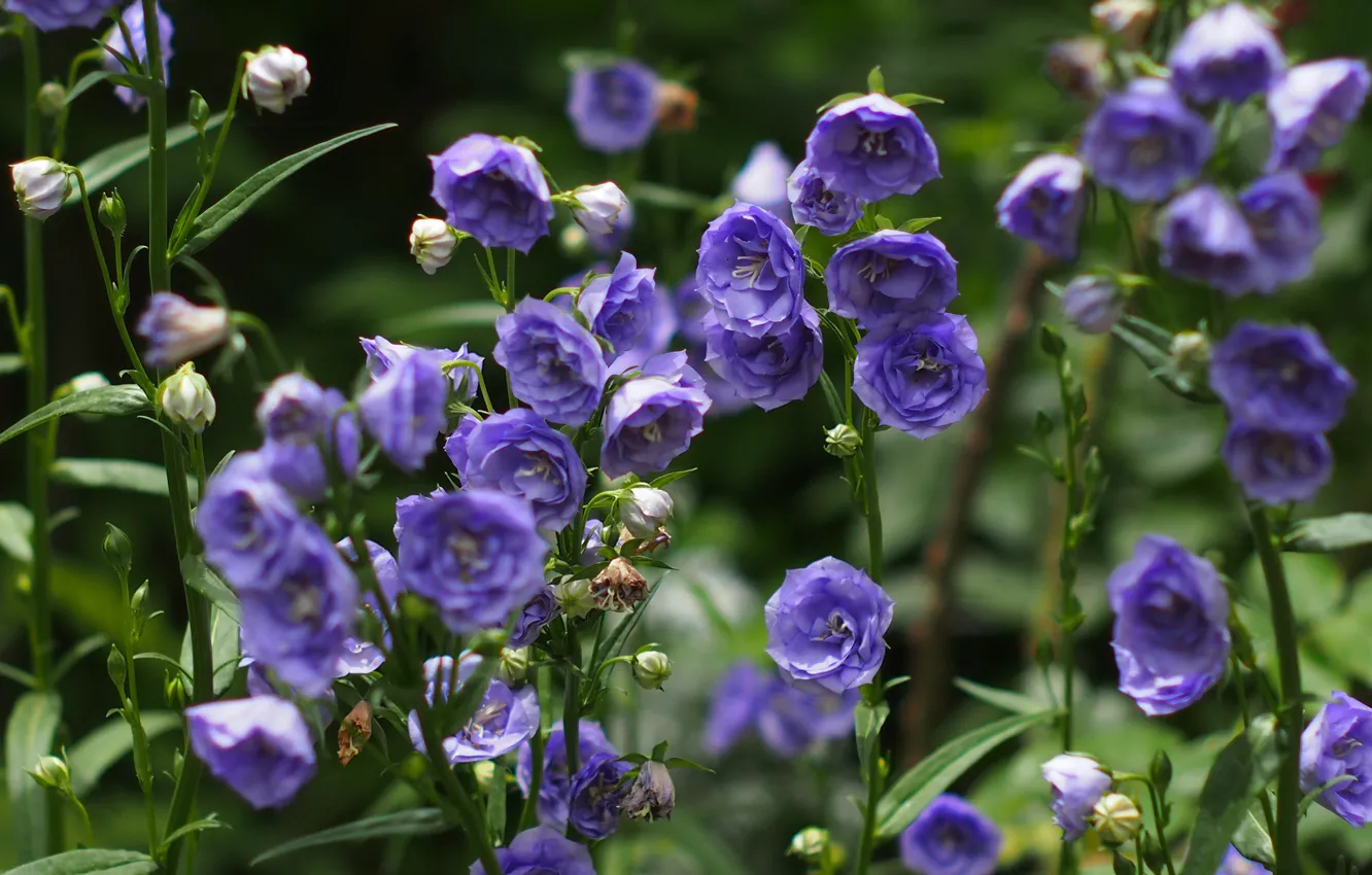 Photo wallpaper summer, flowers, garden, flowerbed, a lot, lilac, eustoma
