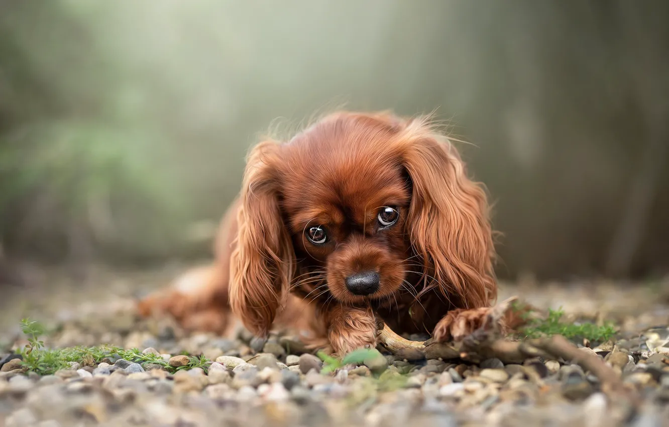 Photo wallpaper look, nature, pebbles, portrait, dog, puppy, lies, red