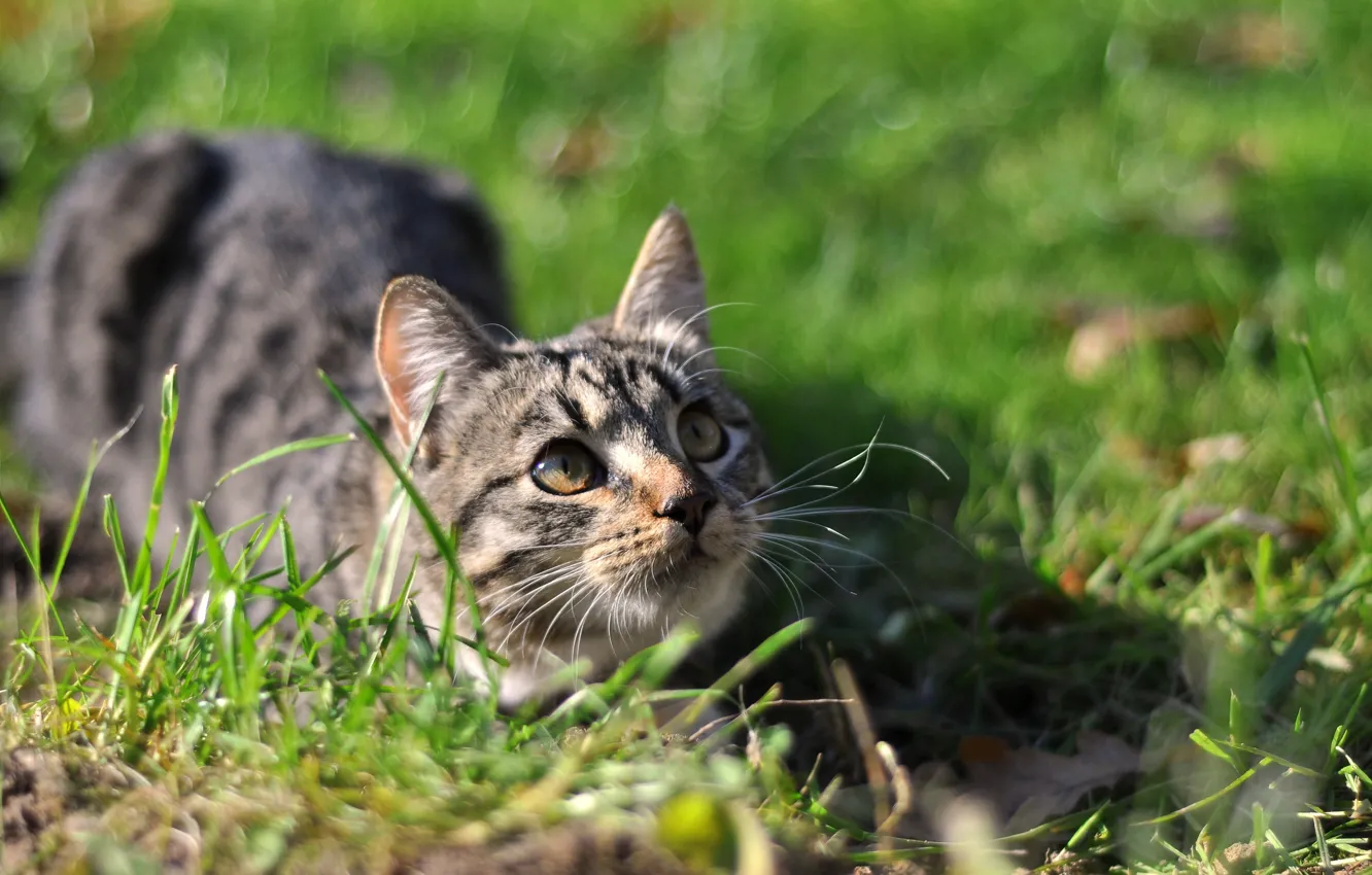 Photo wallpaper autumn, cat, cat, pose