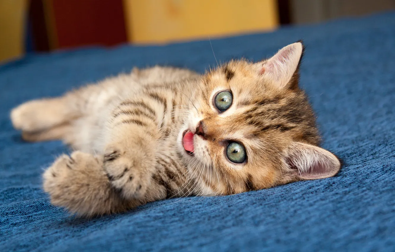 Photo wallpaper language, cat, look, pose, grey, legs, fabric, lies