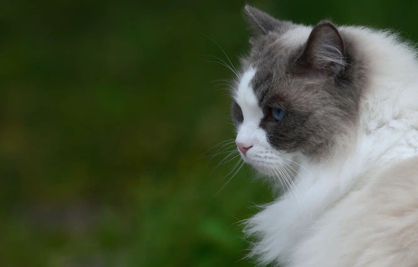Photo wallpaper cat, background, portrait, profile, fluffy, mordachov
