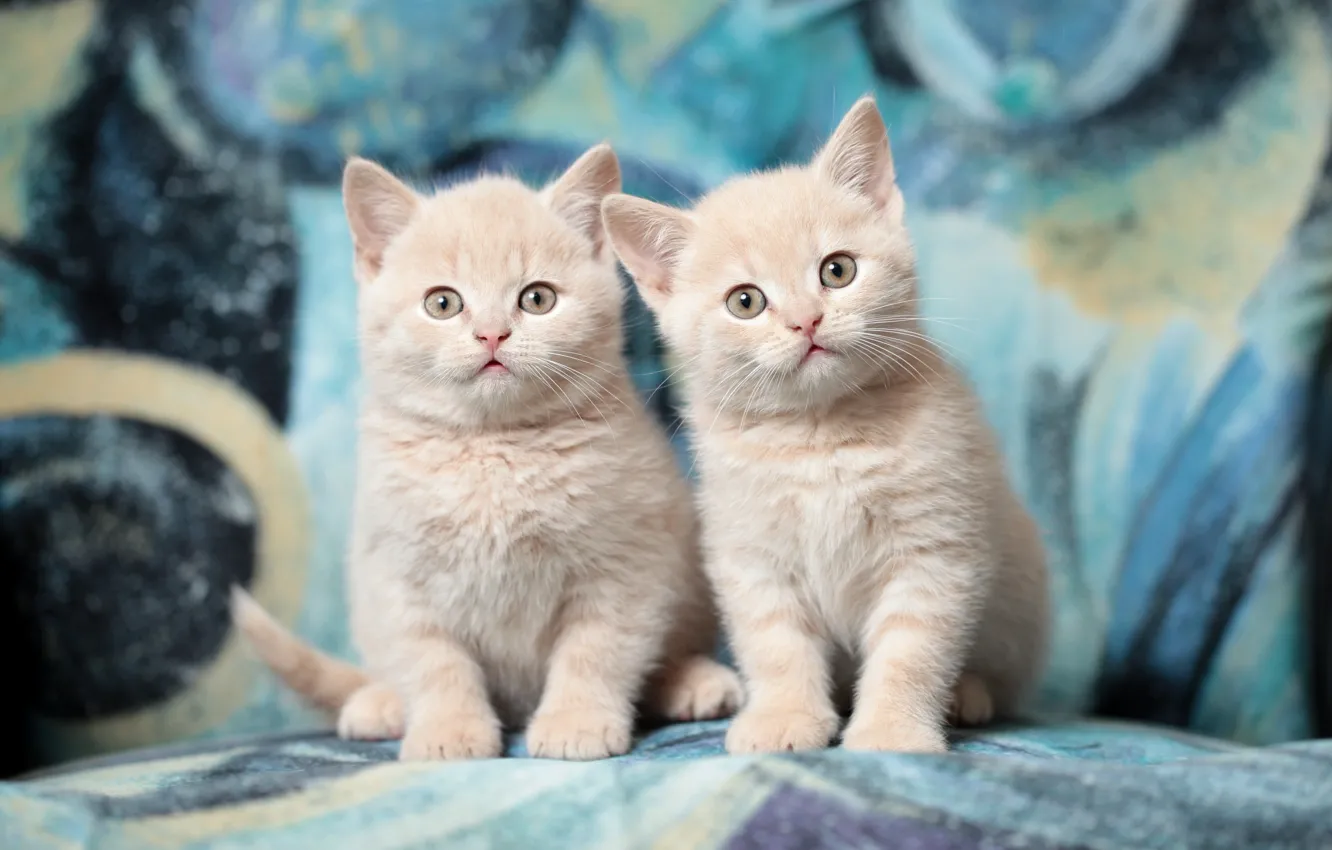 Photo wallpaper kittens, Duo, the British, breed