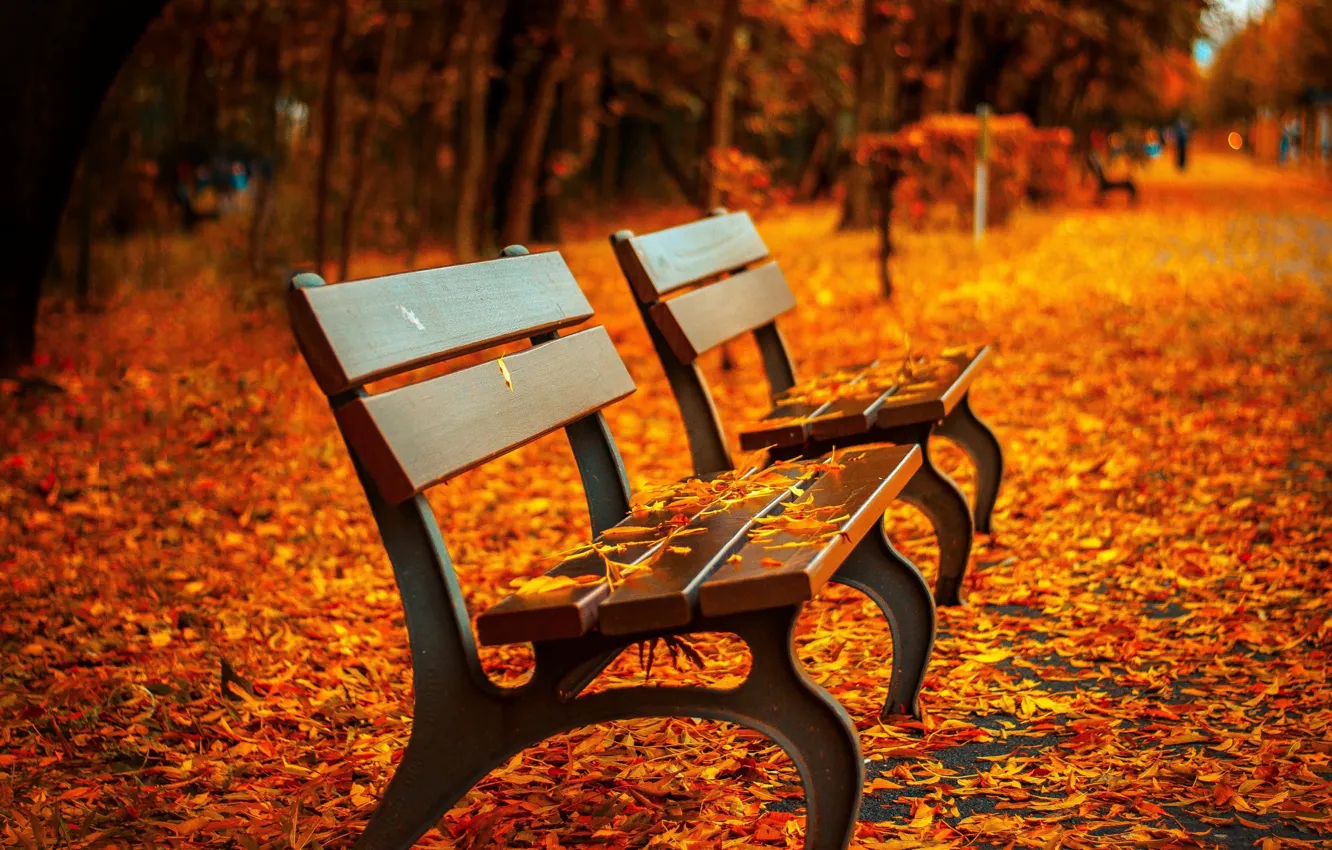 Photo wallpaper autumn, leaves, Park, benches, benches, shop