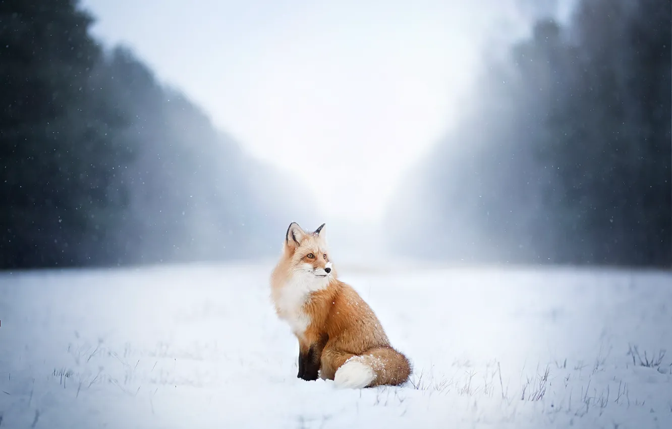 Photo wallpaper winter, fog, Fox