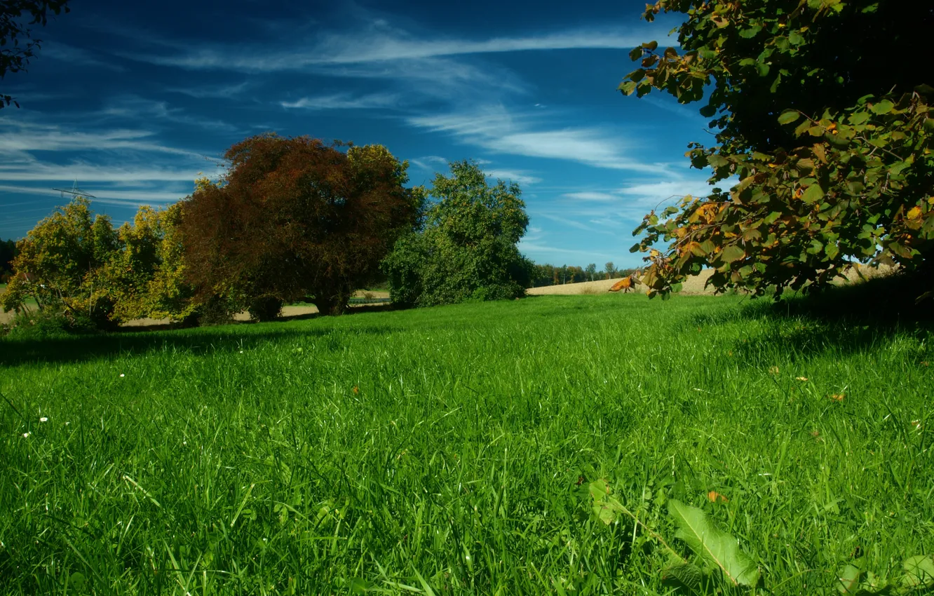 Photo wallpaper autumn, grass, trees, meadow, grass, autumn, September, September