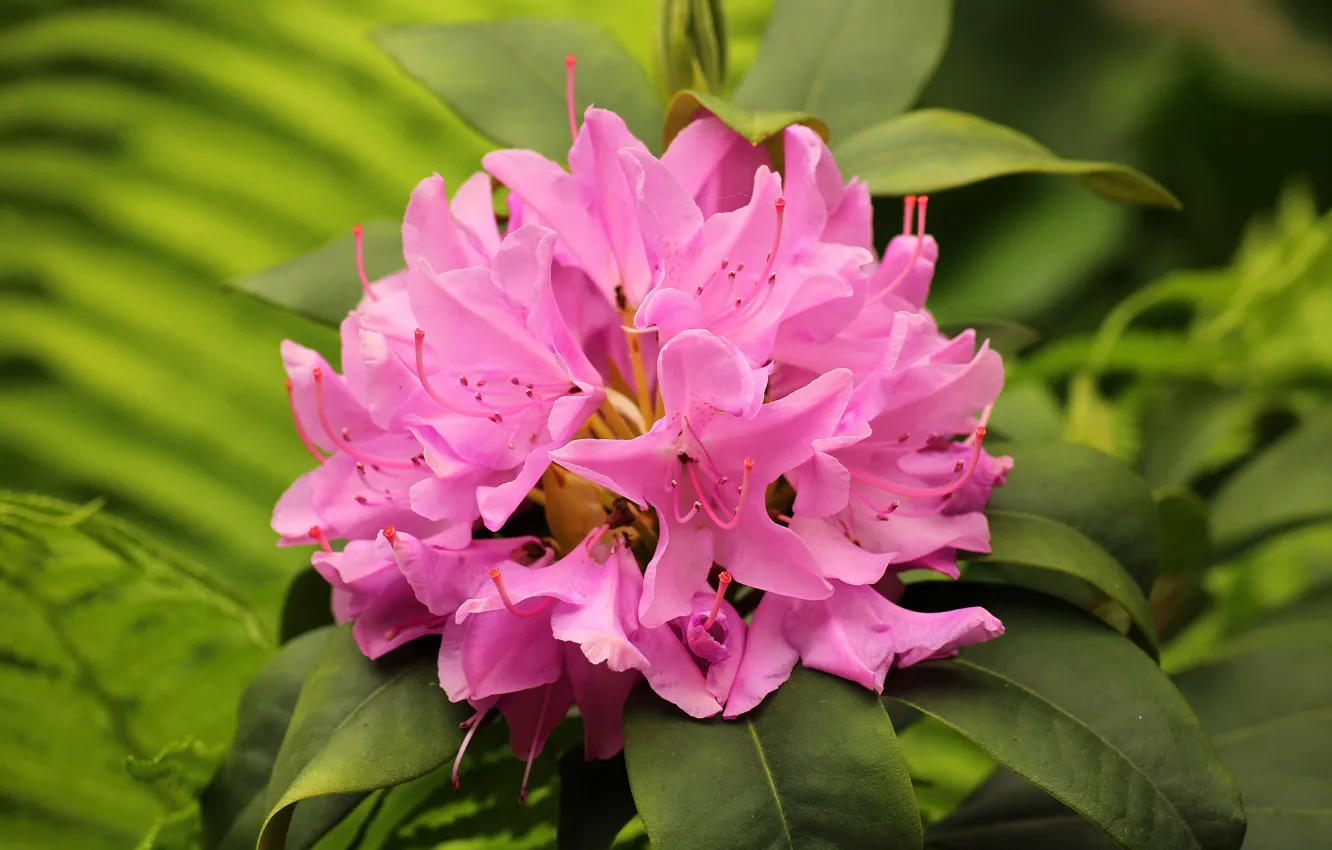 Photo wallpaper leaves, flowers, nature, background, pink, flowering, inflorescence, Azalea